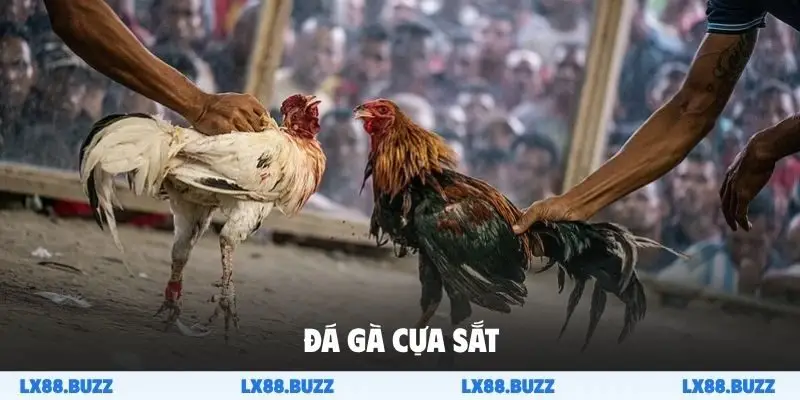 Đá gà cựa sắt